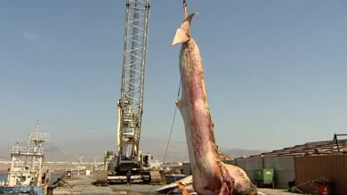 Retiran una enorme ballena muerta cerca de las costas de Gran Canaria