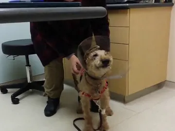 Perro Perro