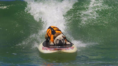 Tillman, el perro surfero de California