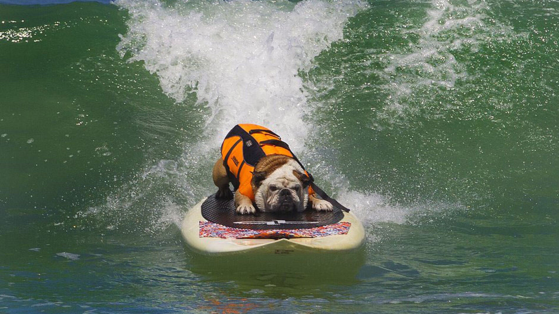 Tillman, un bulldog inglés, coge un ola