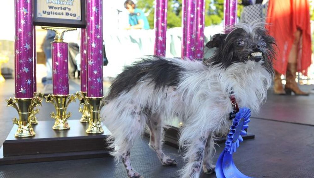 Peanut, el perro más feo