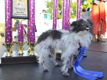 Peanut, el perro más feo