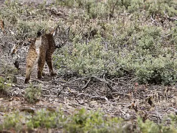Suelta del lince ibérico en Castilla-la Mancha Suelta del lince ibérico en Castilla-la Mancha