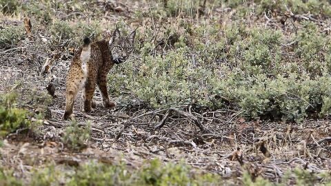 Suelta del lince ib&eacute;rico en Castilla-la Mancha