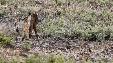 Sueltan en Castilla-la Mancha a tres linces ibéricos