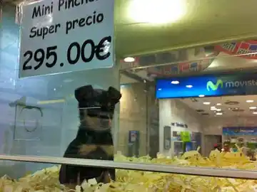 Un perro, a la venta en una tienda Un perro, a la venta en una tienda