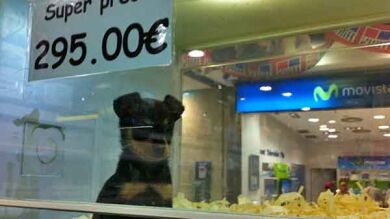 El Gobierno aclara que no prohibirá la venta de perros y gatos en las tiendas de mascotas