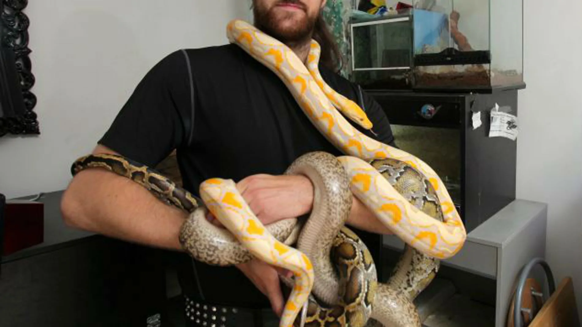 Keith Ross muestra varias de sus serpientes