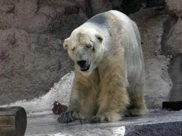 Oso polar Arturo Oso polar Arturo