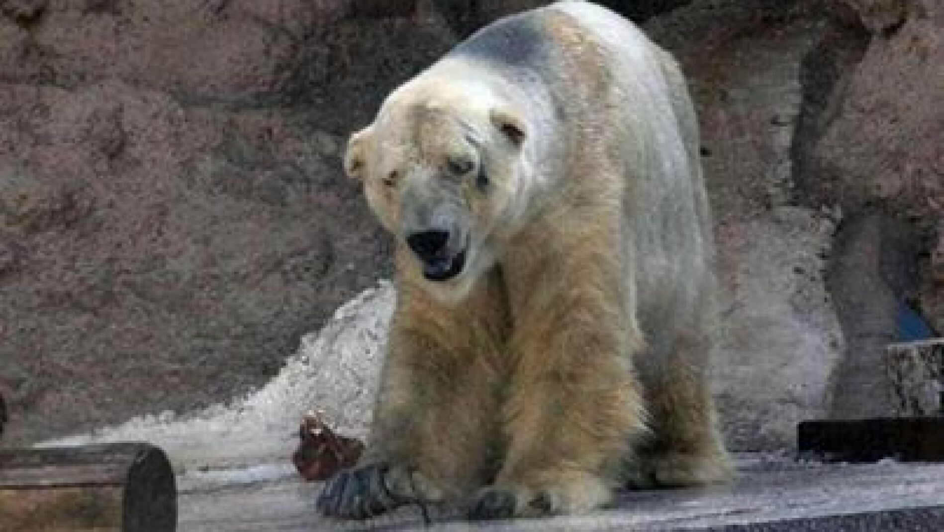 Oso polar Arturo