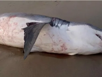 Así se encontraron las autoridades al gran tiburón blanco Así se encontraron las autoridades al gran tiburón blanco