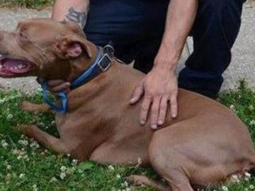 Ace, el pitbull que salvó a su dueño