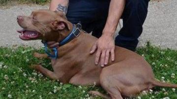 Ace, el pitbull que salv&oacute; a su due&ntilde;o