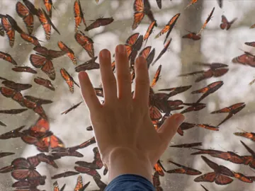 Una plaga de mariposas invaden la cúpula Una plaga de mariposas invaden la cúpula