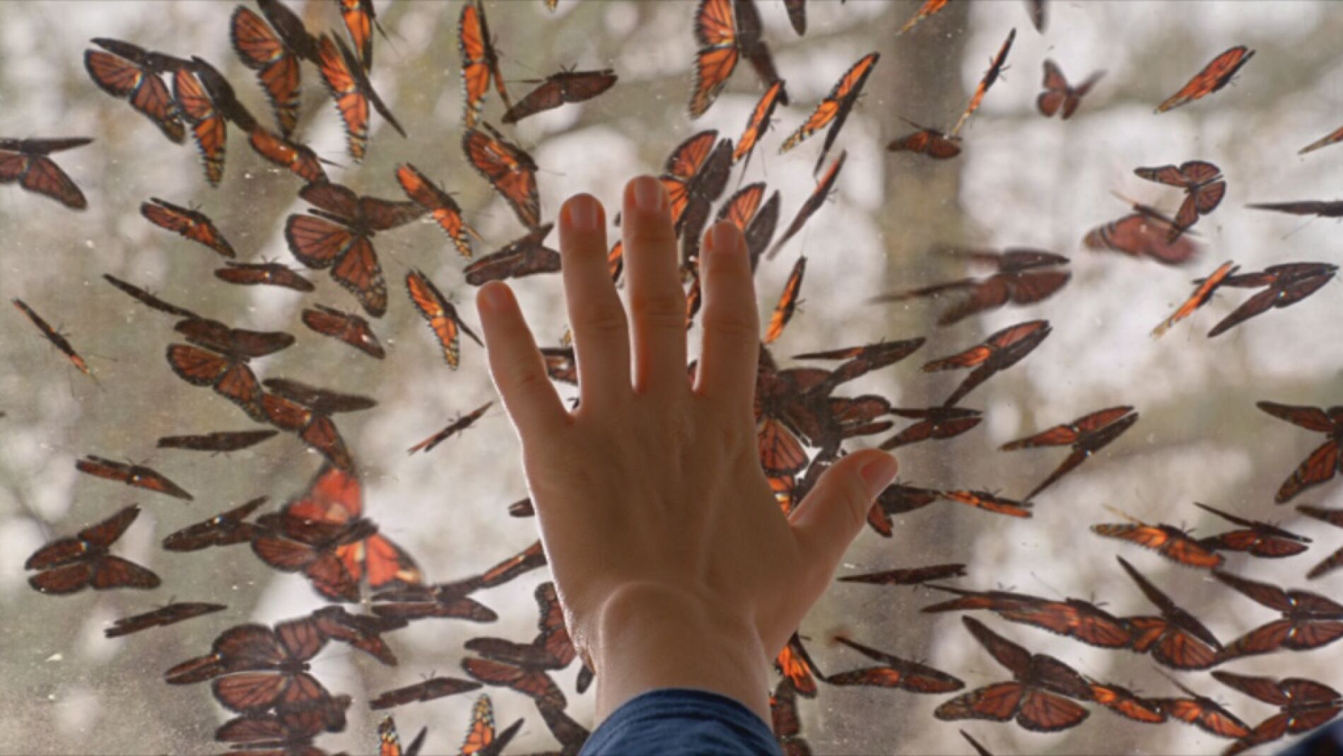 Una plaga de mariposas invaden la cúpula