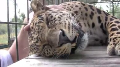 Un leopardo llega a ronronear con el masaje de su cuidador