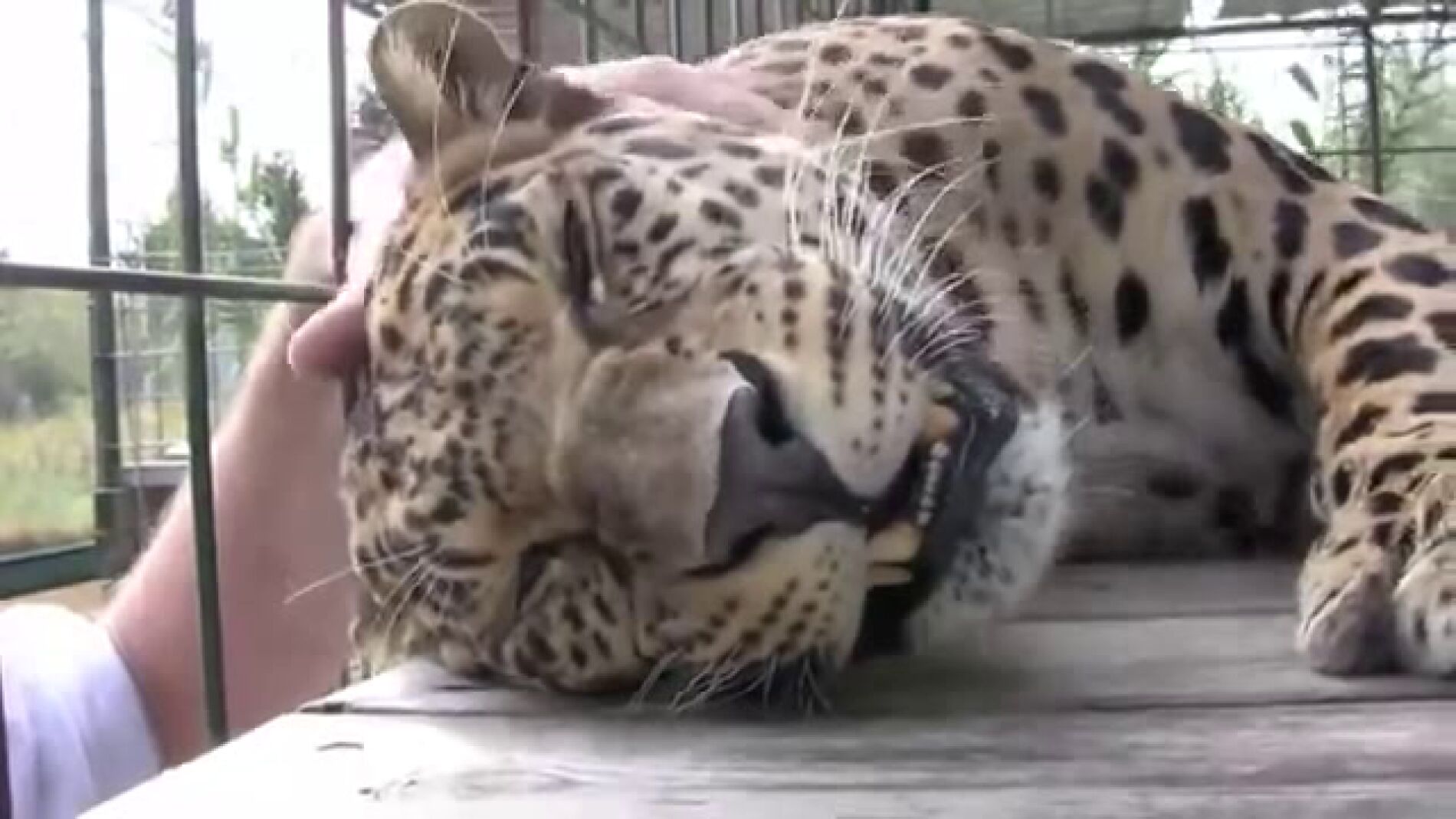 Un leopardo se deja dar un masaje por su cuidador