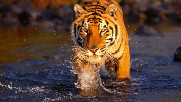 La extinción silenciosa de la población del tigre salvaje