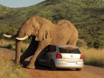 Elefante rascándose con un coche