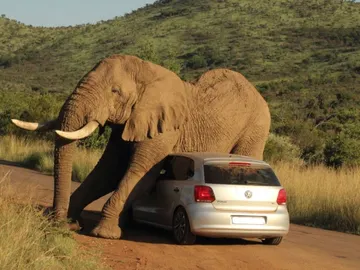 Elefante rascándose con un coche Elefante rascándose con un coche