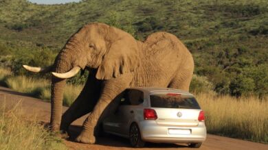 Increíble escena de un elefante rascándose contra el capó de un coche en Pilanesberg