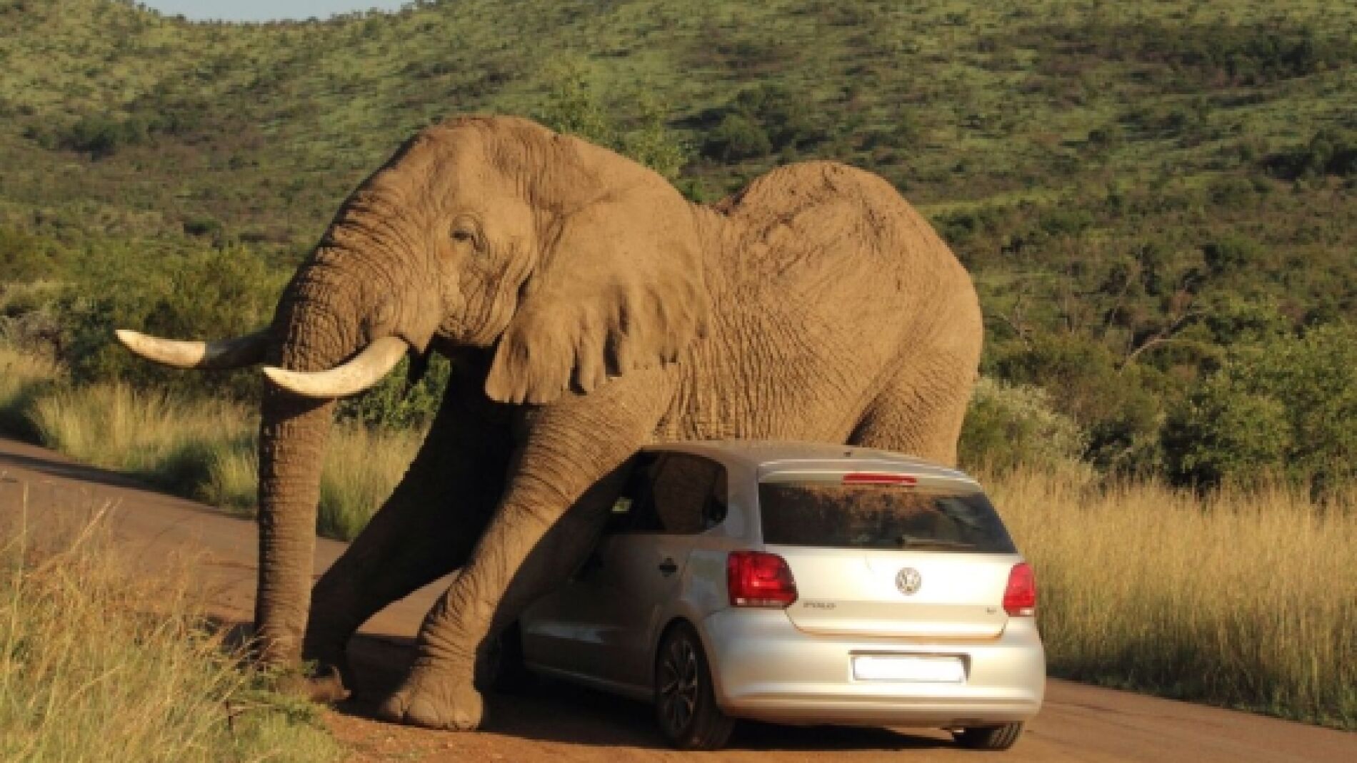 Elefante rasc&aacute;ndose con un coche