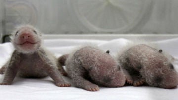 Trillizos de osos panda gigante nacen en un zoológico de China