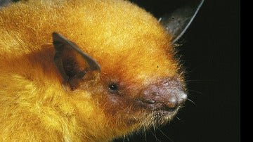 El murciélago dorado descubierto en Bolivia