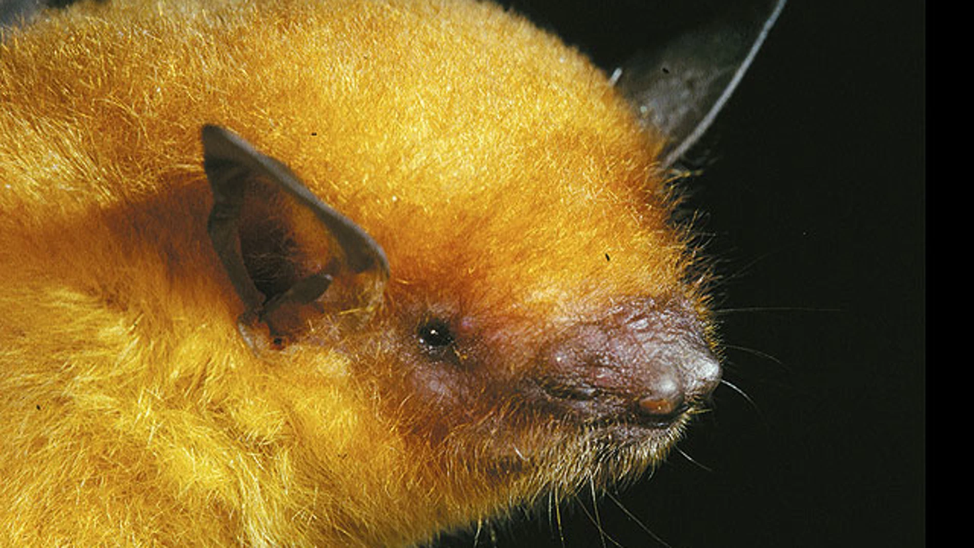 El murciélago dorado descubierto en Bolivia El murciélago dorado descubierto en Bolivia