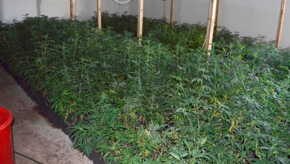 Plantación de marihuana