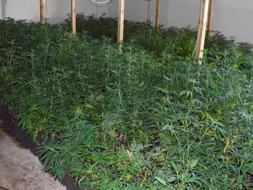 Plantación de marihuana Plantación de marihuana