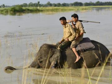 Un elefante en medio del agua