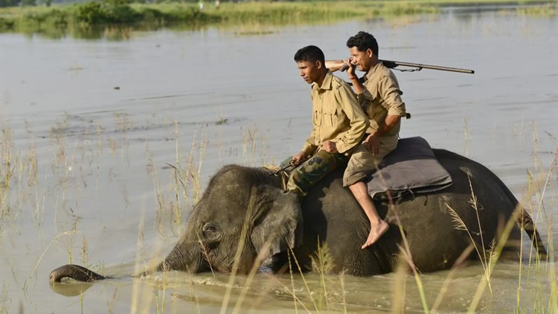 Un elefante en medio del agua Un elefante en medio del agua