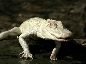 Cocodrilo albino Cocodrilo albino