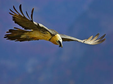 Quebrantahuesos en los Picos de Europa