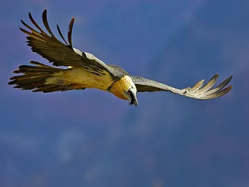 Quebrantahuesos en los Picos de Europa Quebrantahuesos en los Picos de Europa
