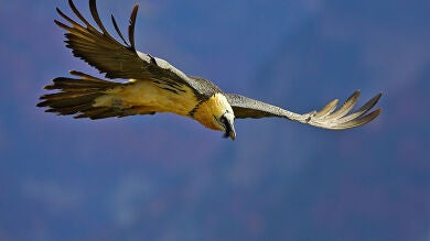 Hallan muerto a uno de los quebrantahuesos liberados en los Picos de Europa