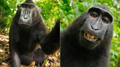 Un juez decide que el mono Naruto, famoso por sus selfies, no puede beneficiarse de los ingresos que generaron sus imágenes