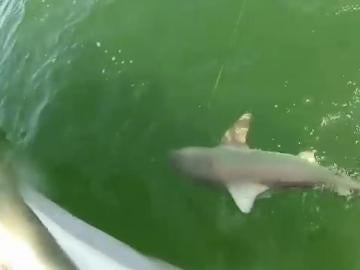 El vídeo del ataque a un tiburón triunfa en Internet