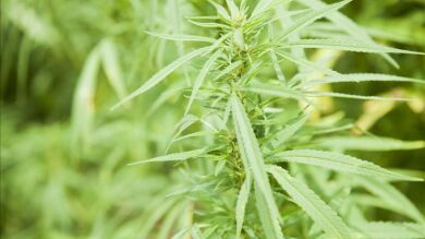Detenido por utilizar a su hijo de cuatro años para regar sus plantas de marihuana