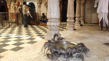 El templo de las ratas | Karni Mata