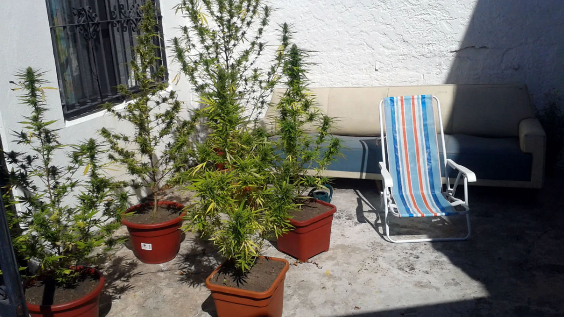 Uruguay legaliza el cultivo doméstico Uruguay legaliza el cultivo doméstico
