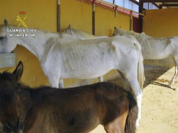 Uno de los caballos encontrados Uno de los caballos encontrados