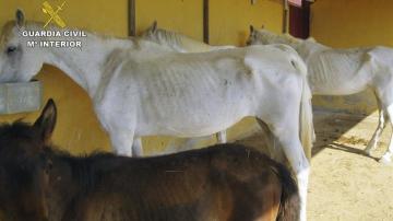 Uno de los caballos encontrados