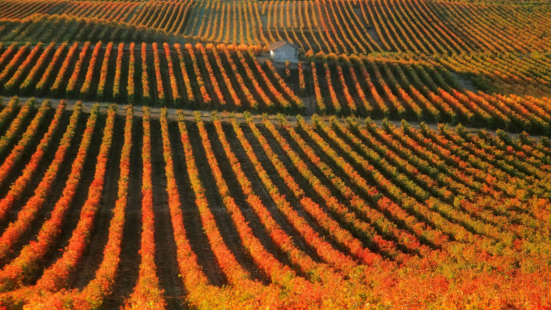 El impresionante paisaje de La Rioja en temporada de vendimia.