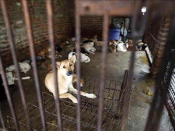 Vietnam sacrifican cada año al menos a cinco millones de perros para comérselos