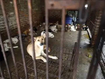 Vietnam sacrifican cada año al menos a cinco millones de perros para comérselos Vietnam sacrifican cada año al menos a cinco millones de perros para comérselos