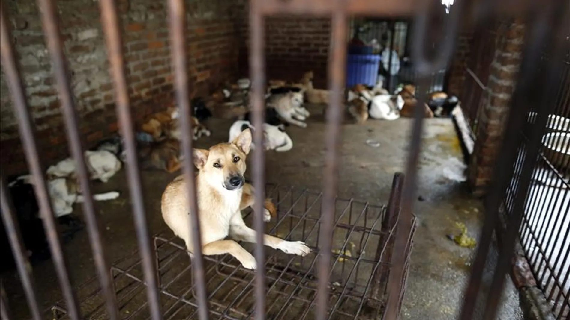 Vietnam sacrifican cada año al menos a cinco millones de perros para comérselos Vietnam sacrifican cada año al menos a cinco millones de perros para comérselos