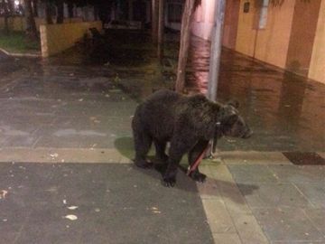 El oso, atado a una farola en Càrcer (Valencia) El oso, atado a una farola en Càrcer (Valencia)