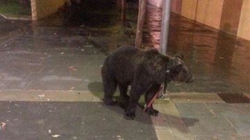 El oso, atado a una farola en Càrcer (Valencia)